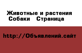 Животные и растения Собаки - Страница 10 
